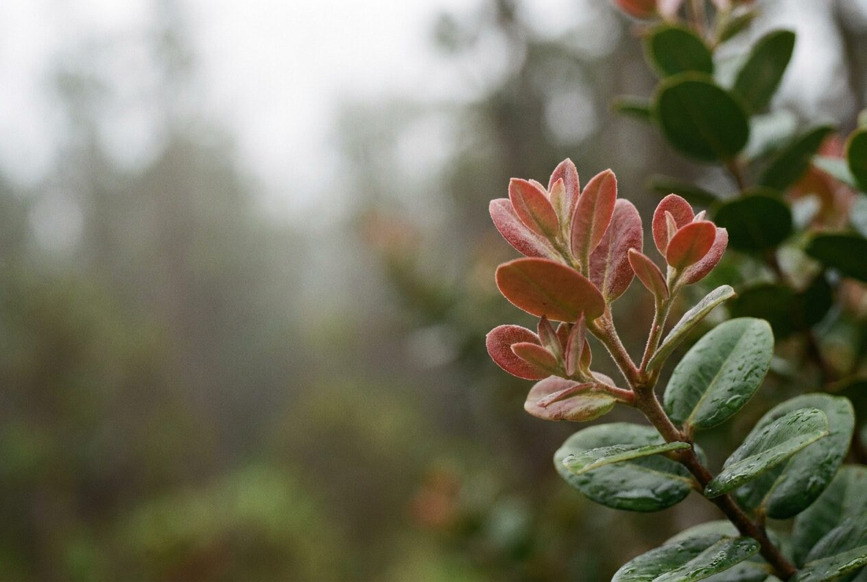 Nā lau hou ʻulaʻula e mohala ana ma ka wēlau o kekahi lālā ʻōhiʻa i loko o ka ululāʻau noe